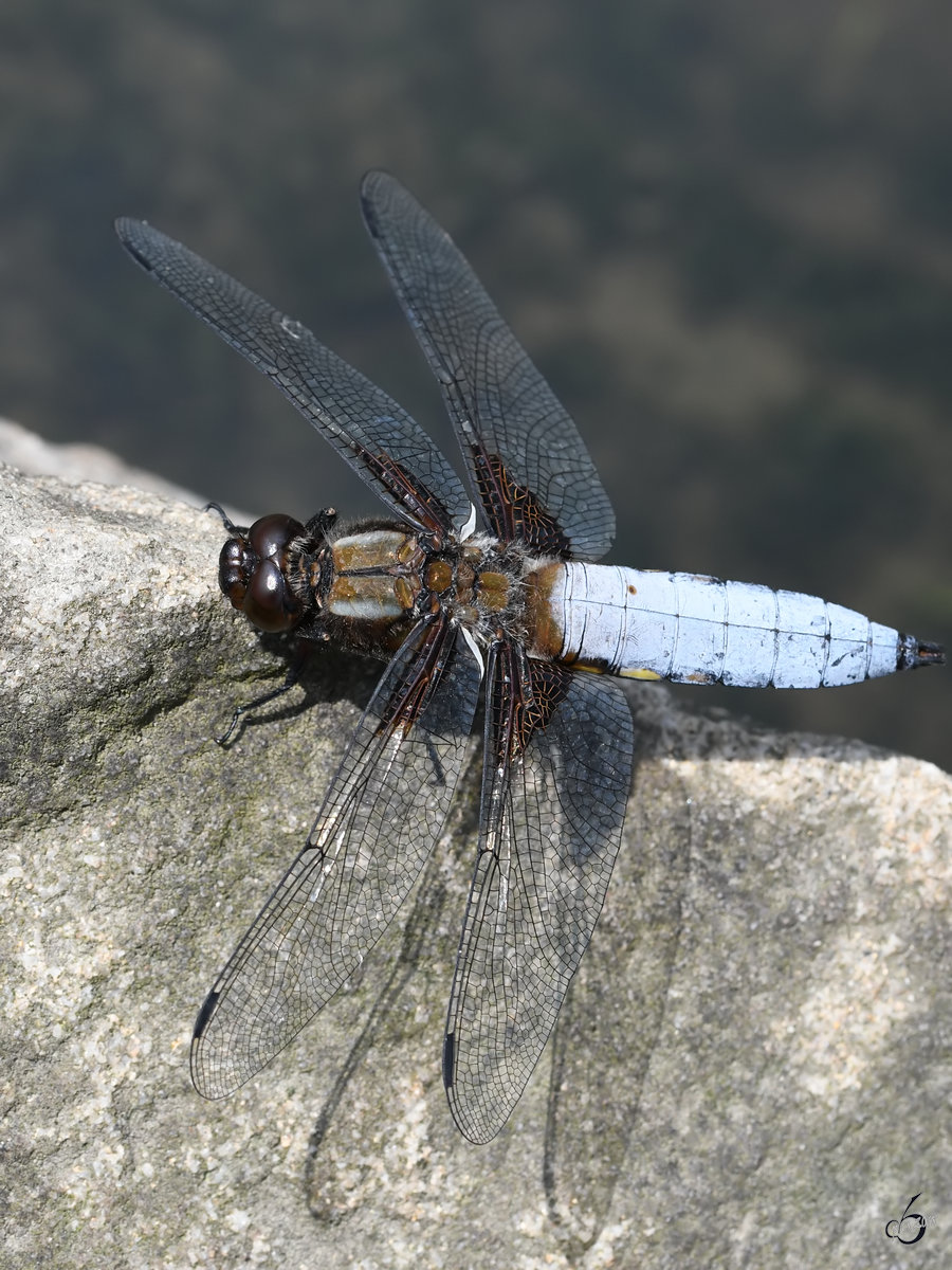 Ein Plattbauch-Mnnchen ruht sich auf einem Stein aus. (Hattingen, Mai 2018)