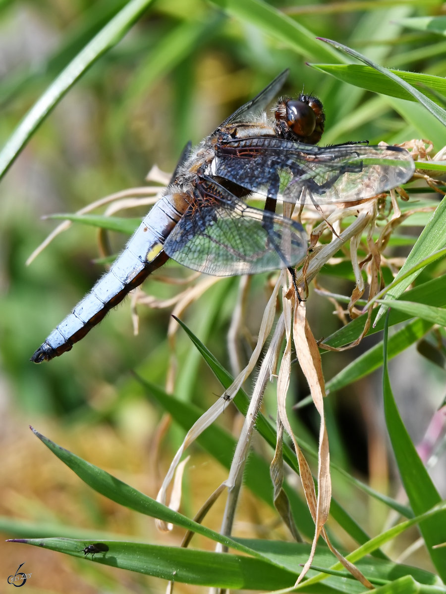 Ein Plattbauch-Mnnchen ruht sich im Gras aus. (Hattingen, Mai 2018)