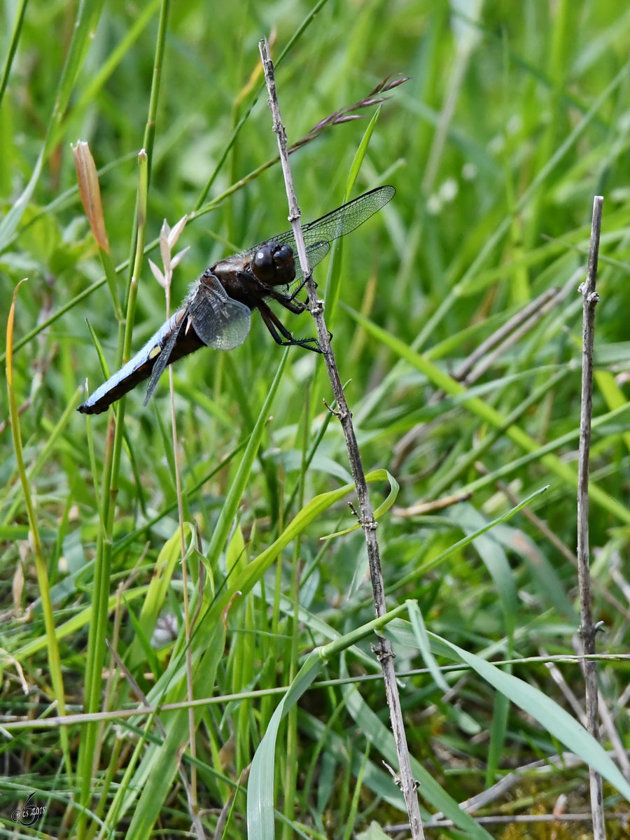 Ein Plattbauch-Mnnchen ruht sich im Gras aus. (Hattingen, Mai 2018)