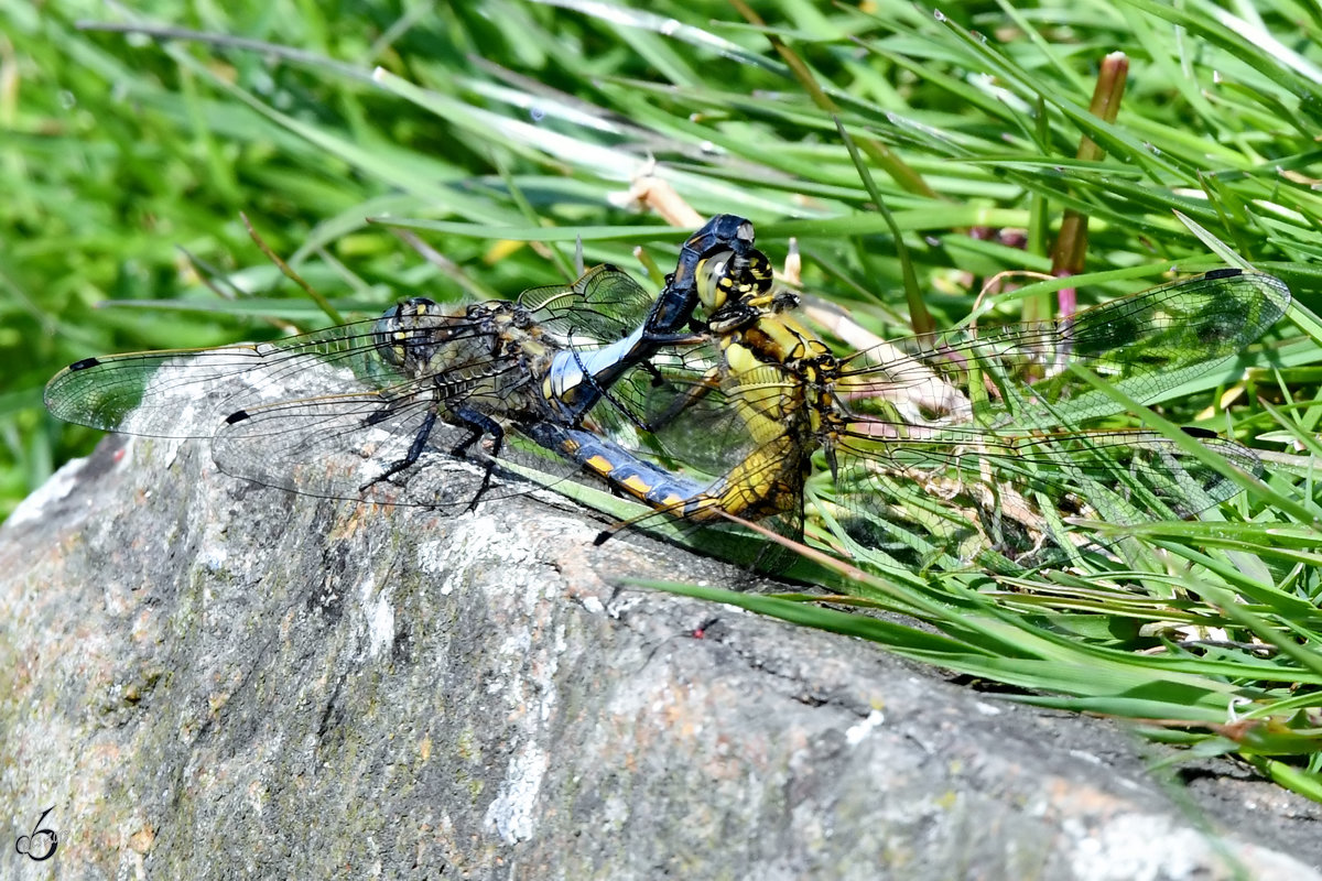 Ein Plattbauch-Prchen hat sich gefunden. (Hattingen, Mai 2018)