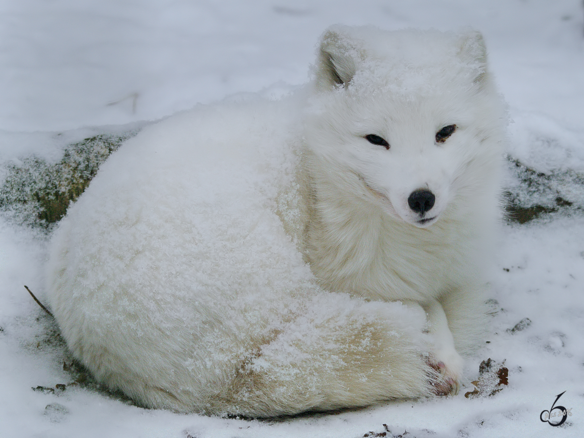 Ein Polarfuchs