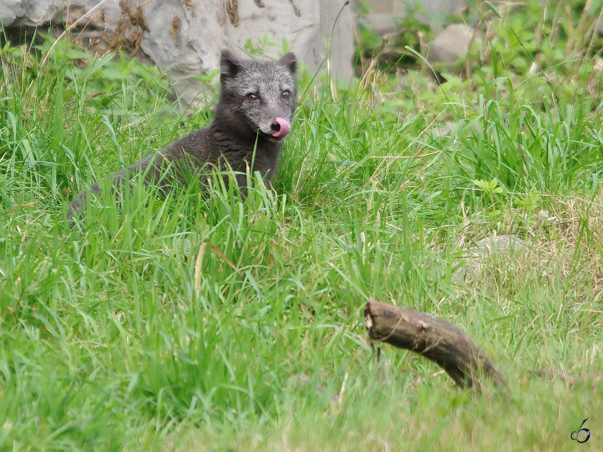 Ein Polarfuchs mit Sommerkleid im Zoom Gelsenkirchen.