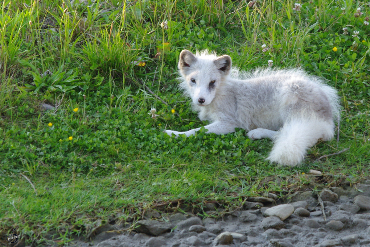 Ein Polarfuchs im satten Grn. (Zoom Gelsenkirchen, Juni 2009)