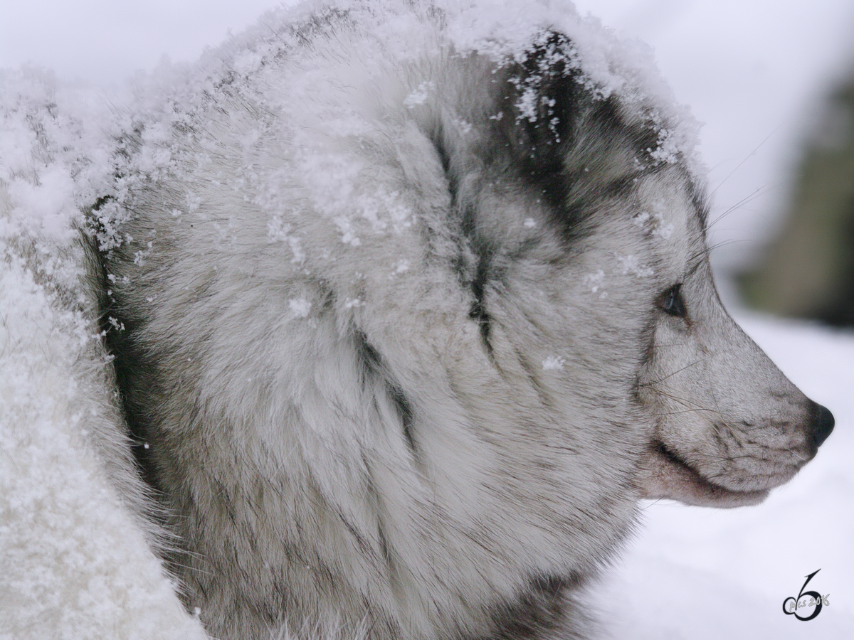 Ein Polarfuchs in seinem Element