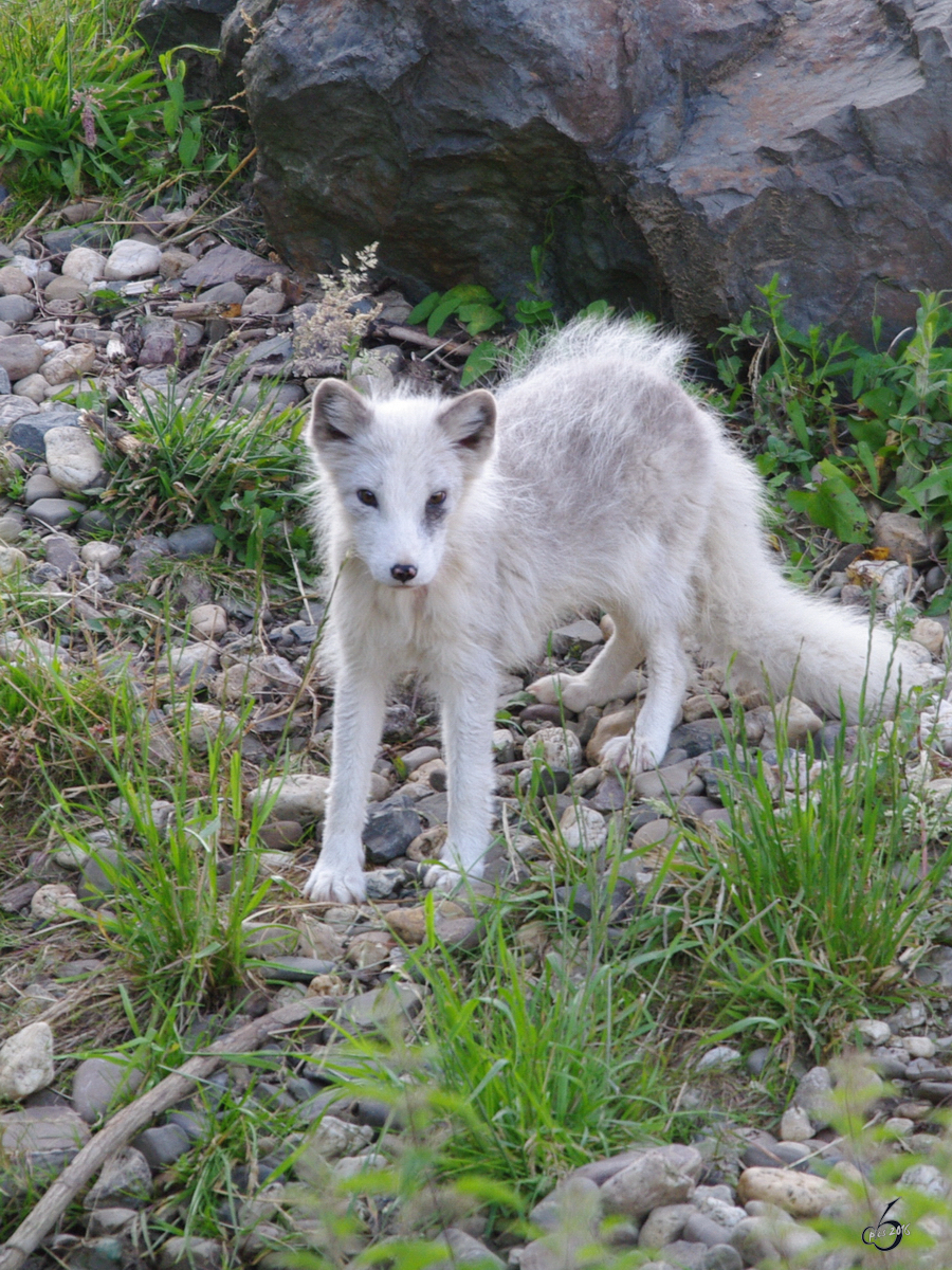 Ein Polarfuchs in seinem Revier. (Zoom Gelsenkirchen, Juni 2009)