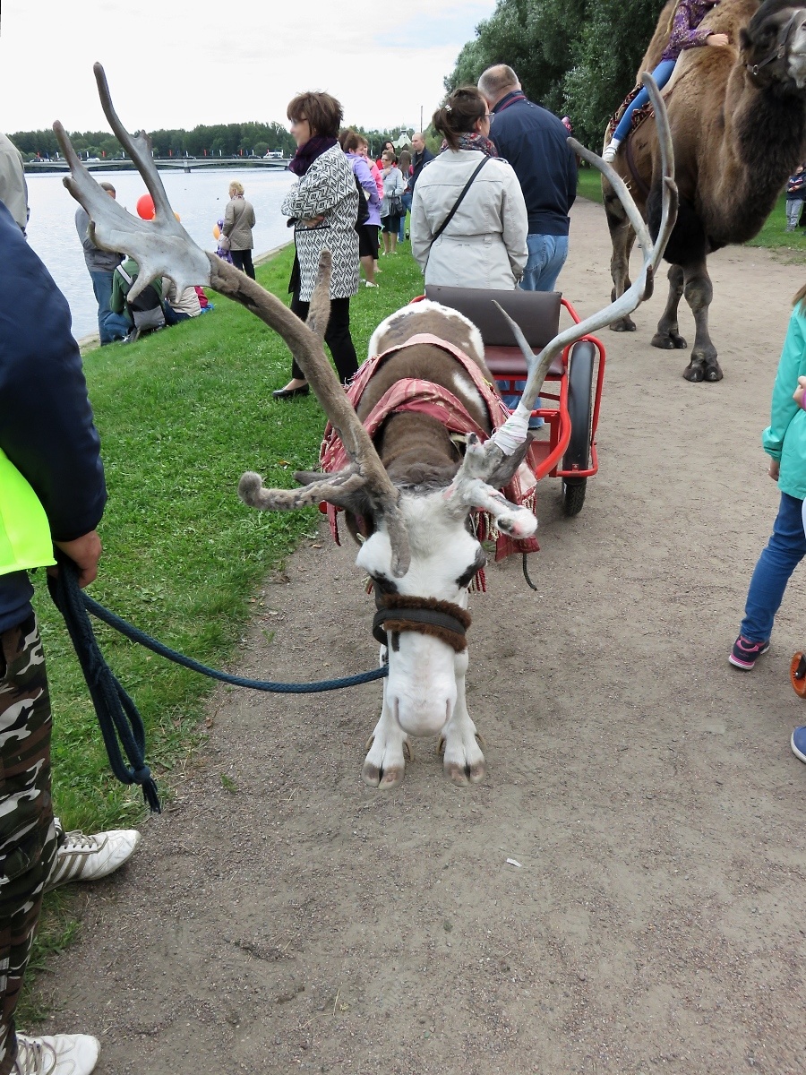 Ein prchtiges Geweih zeigt das Rentier auf dem Stadtfest in Kolpino, St. Petersburg, am 15.9.17