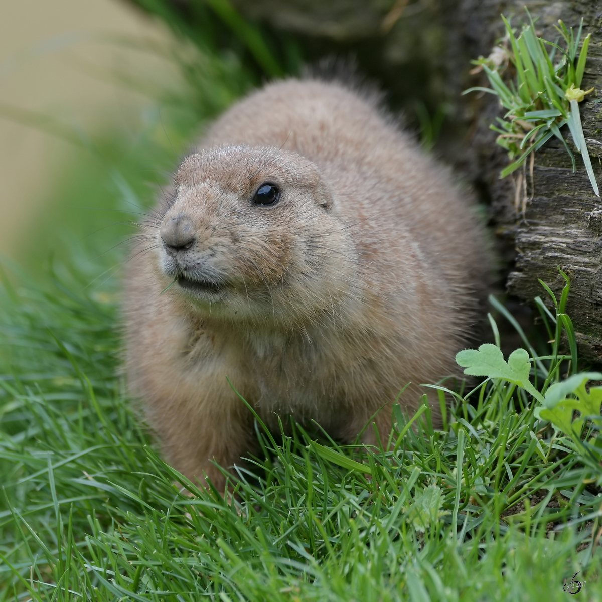 Ein Prriehund Anfang April 2017 im Zoo Dresden.