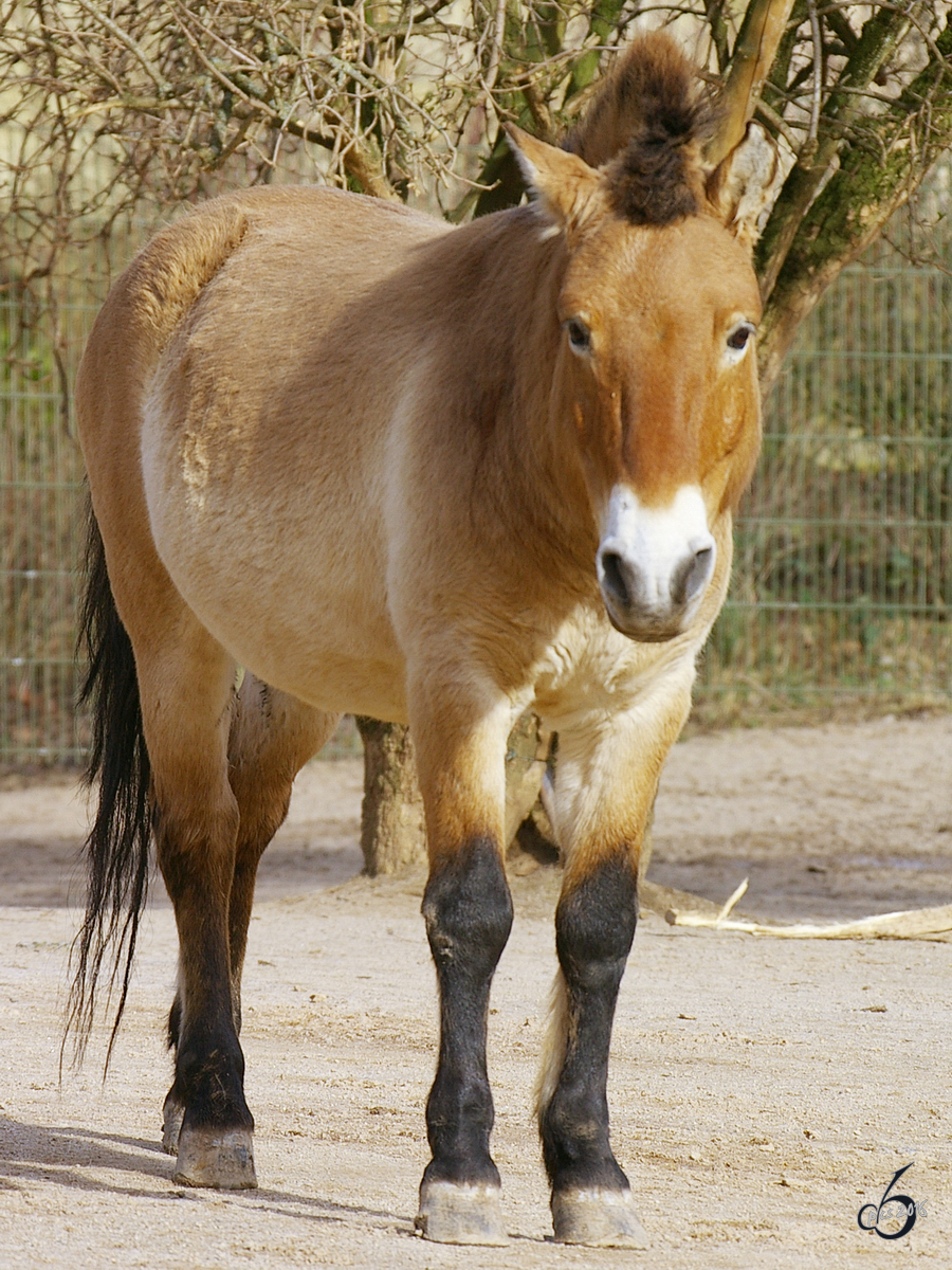 Ein Przewalski Urwildpferd