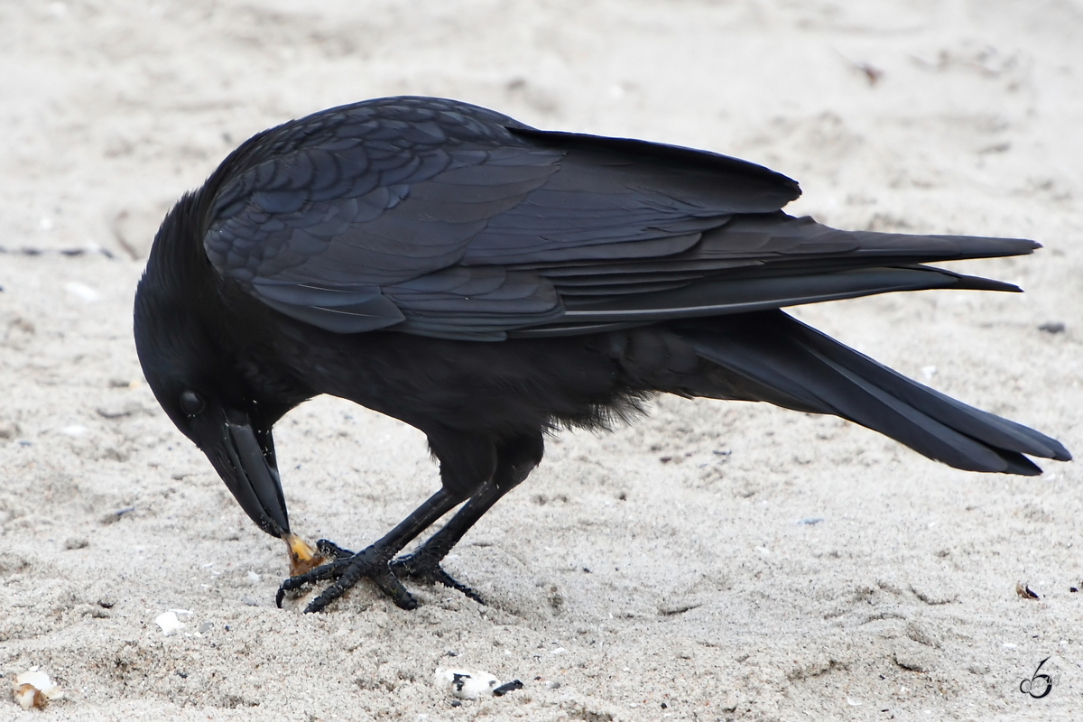 Ein Rabe gnnt sich Anfang April 2019 eine leckere Delikatesse am Strand von Priwall.