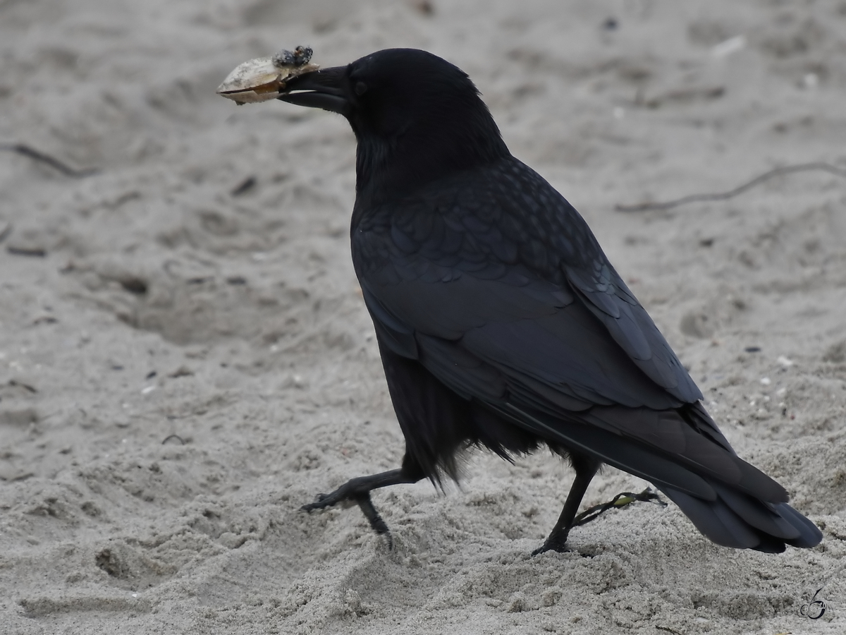 Ein Rabe rettet seinen frisch ergatterten Snack vor der lstigen Konkurrenz. (Priwall, April 2019)