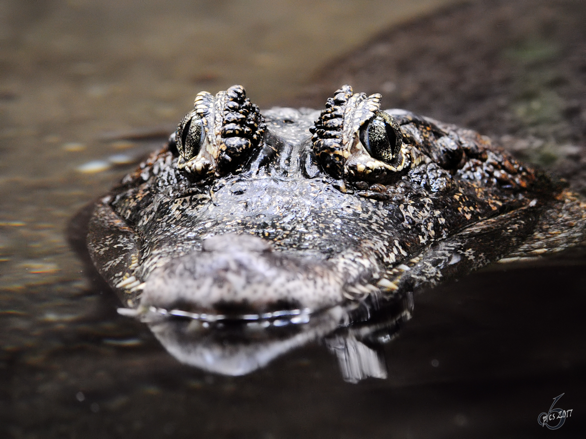 Ein Rautenkrokodil, fotografiert im Zoo Barcelona (Dezember 2011)