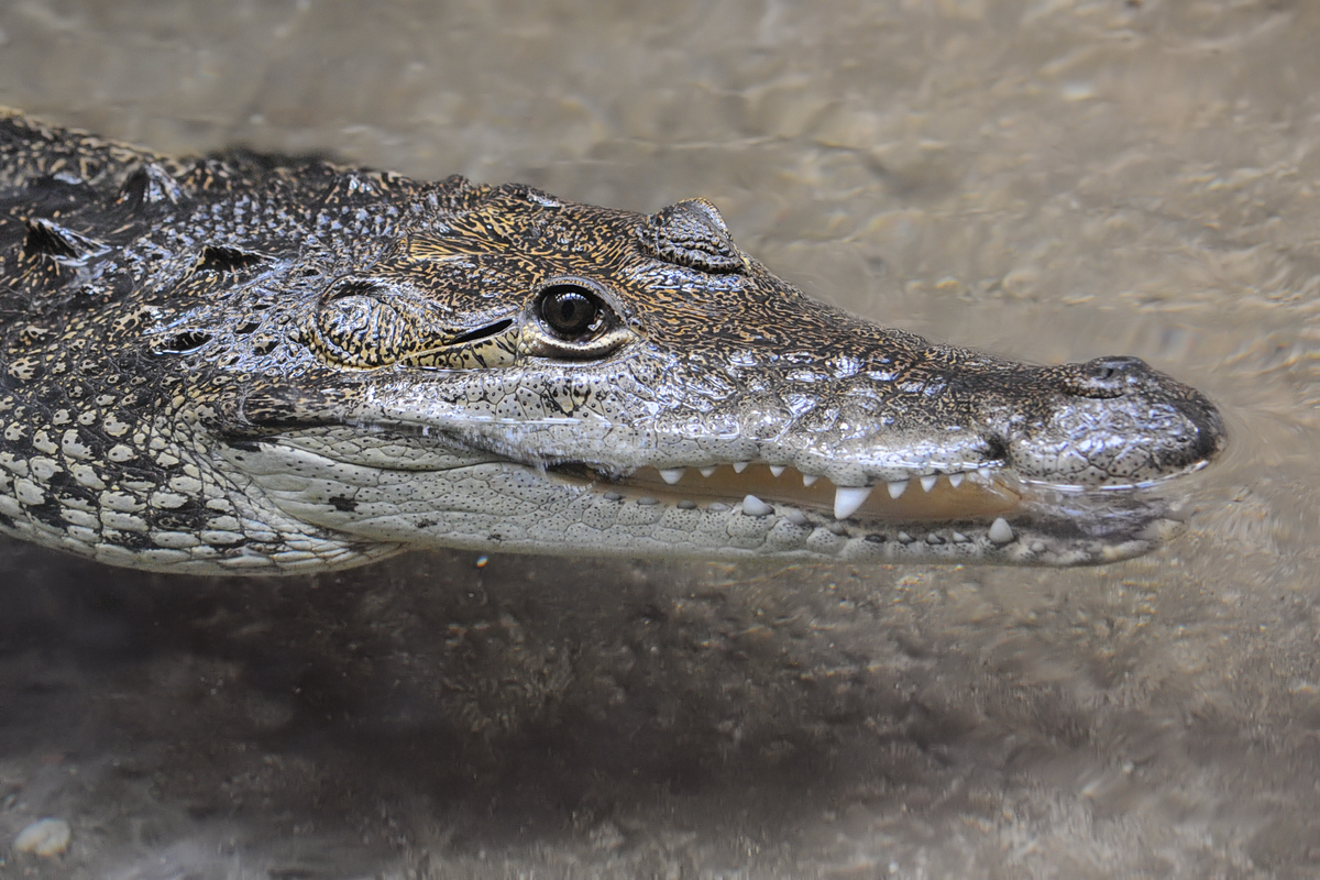 Ein Rautenkrokodil, fotografiert im Zoo Barcelona. (Dezember 2011)