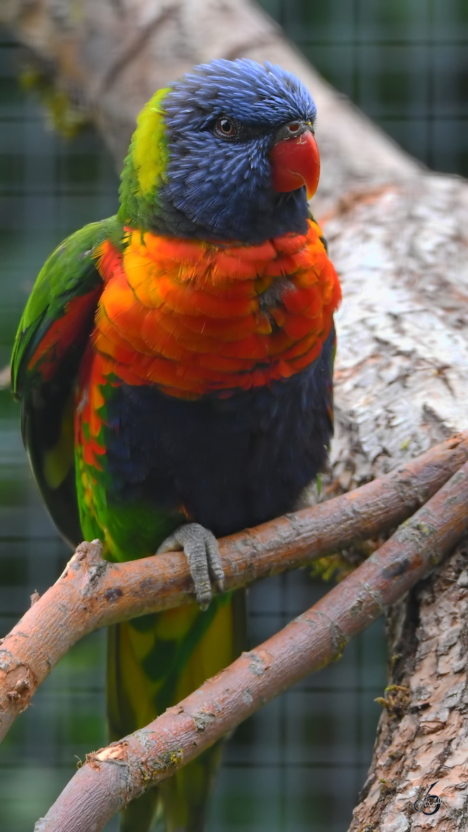 Ein Regenbogenlori Anfang Juni 2018 im Zoo Aalborg.