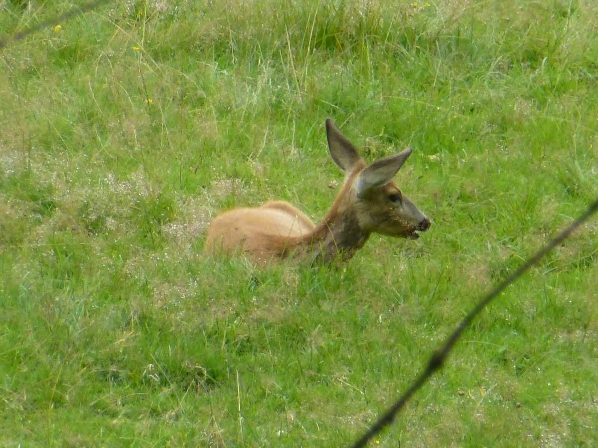 Ein Reh versteckt sich im hohen Gras. Aufgenommen im Tiergehege in Mehlmeisel. 14.08.2014