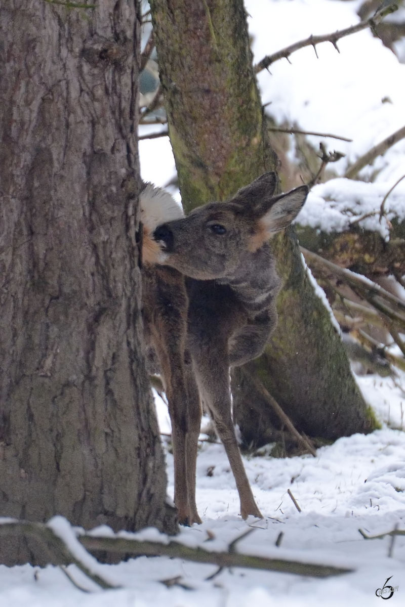 Ein Reh im Zoo Dortmund. (Februar 2013)