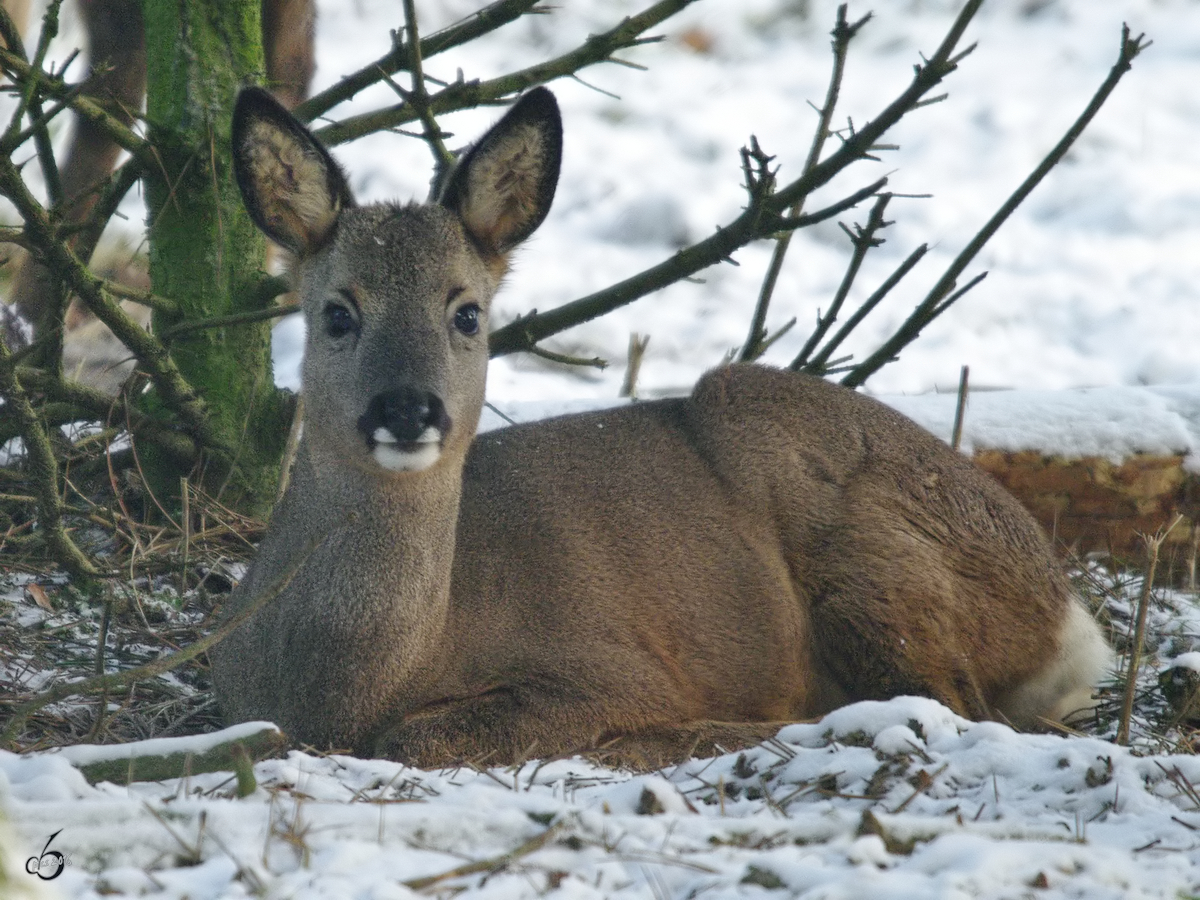 Ein Reh im Zoo Dortmund. (Januar 2010)