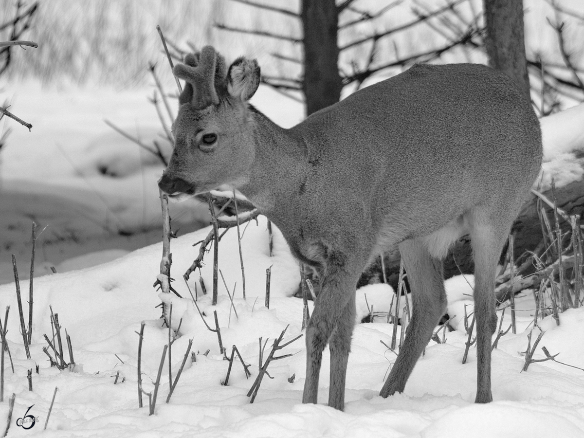 Ein Reh im Zoo Dortmund. (Januar 2010)