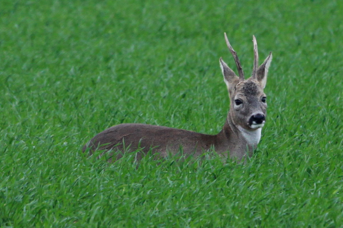 Ein Rehbock auf einem Feld bei Lindow (NWM); 21.10.2014