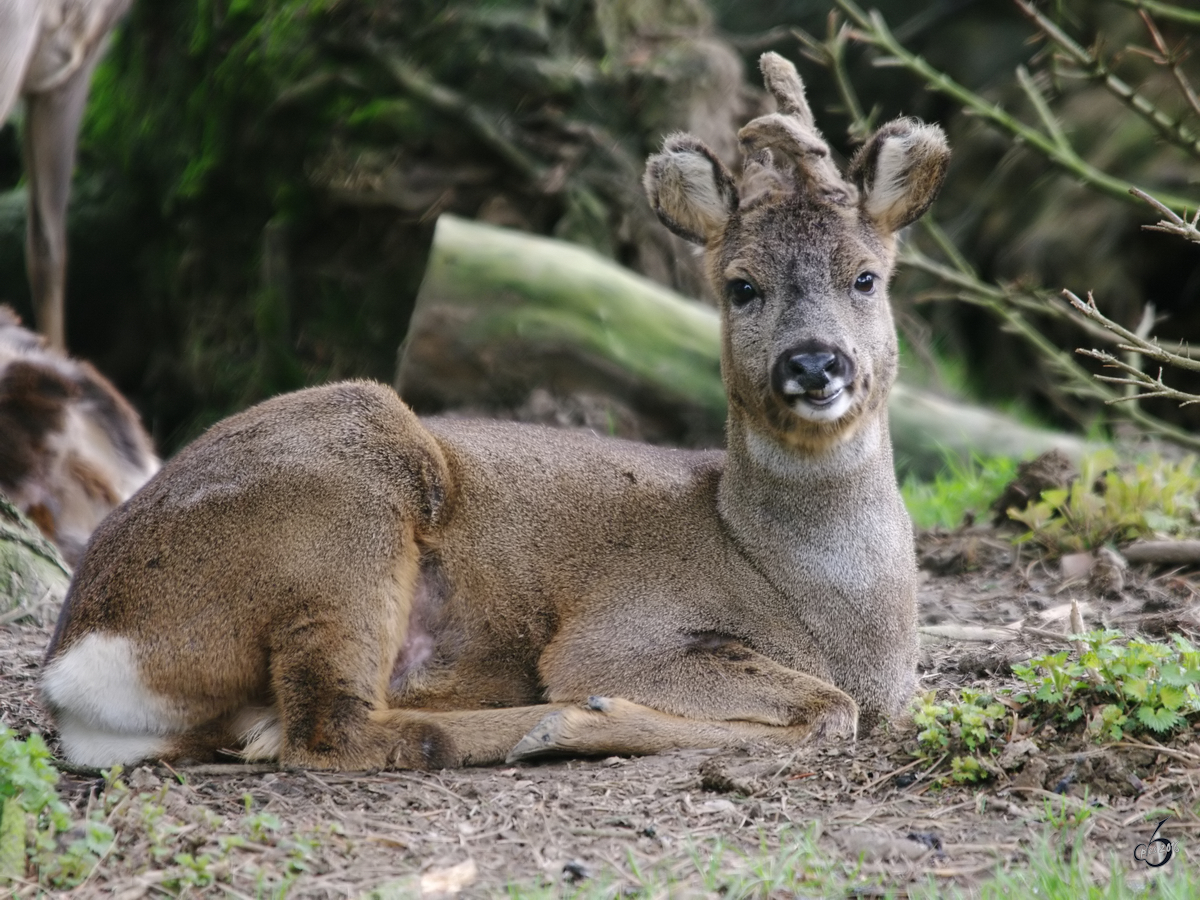 Ein Rehbock im Dortmunder Zoo.