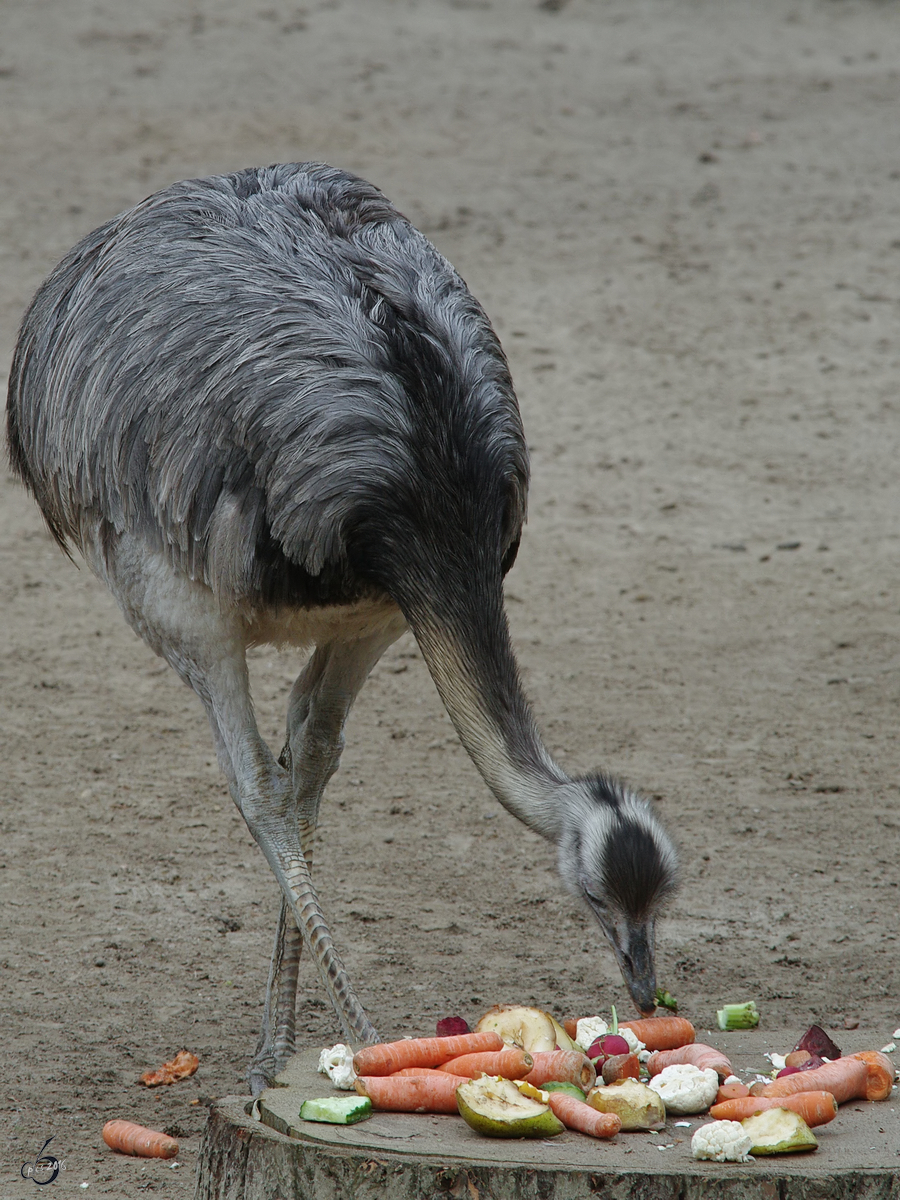 Ein reichlich gedeckter Tisch fr den Nandu. (Zoo Rostock, April 2009)