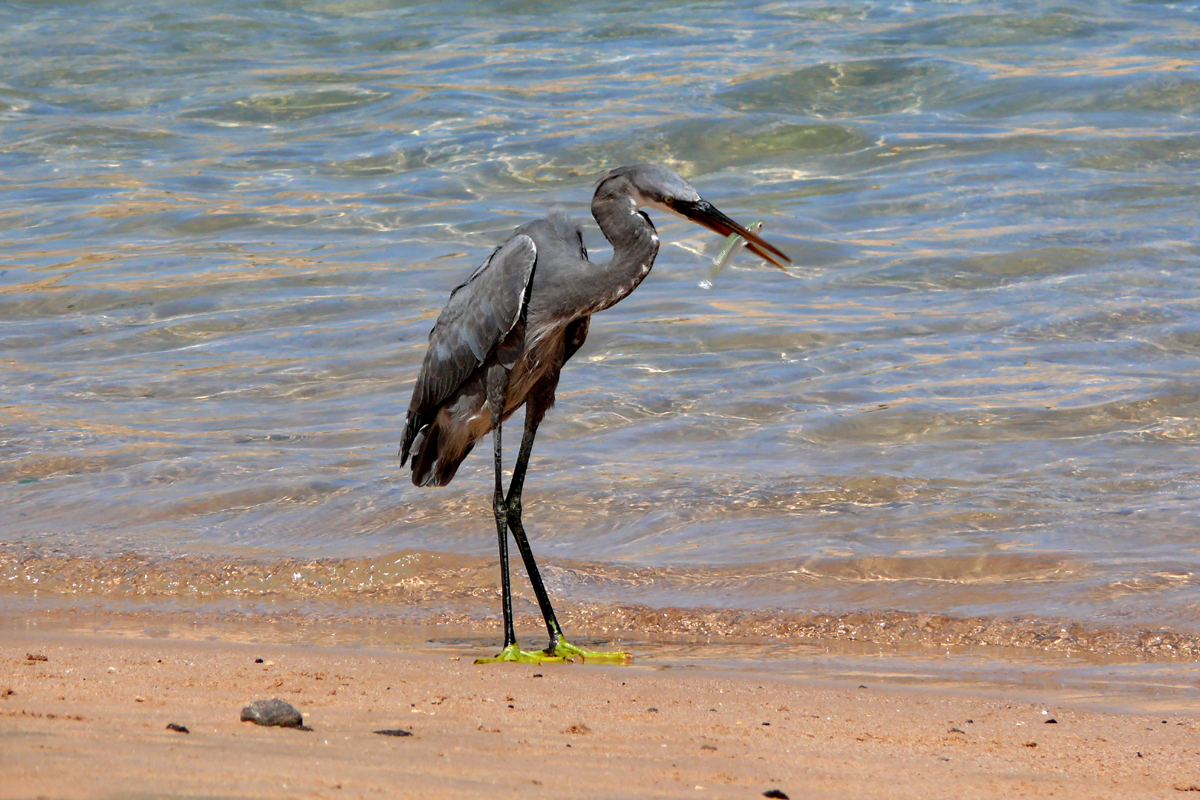 ein Reiher mit Fisch gesehen in gypten Hurgada Makadi Bay 13.10.2015