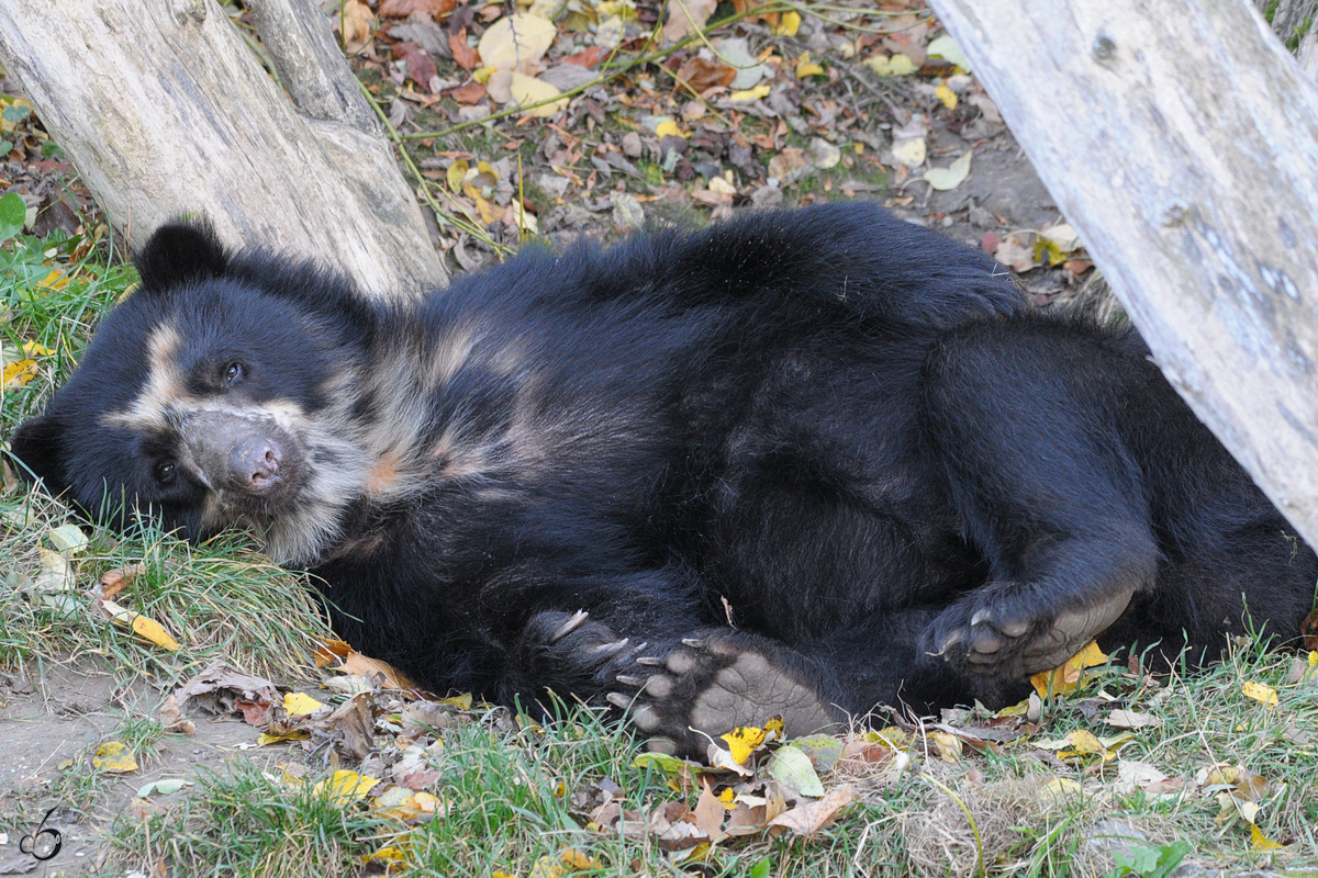 Ein relaxter Brillenbr im Tiergarten Schnbrunn. (Wien, November 2010)