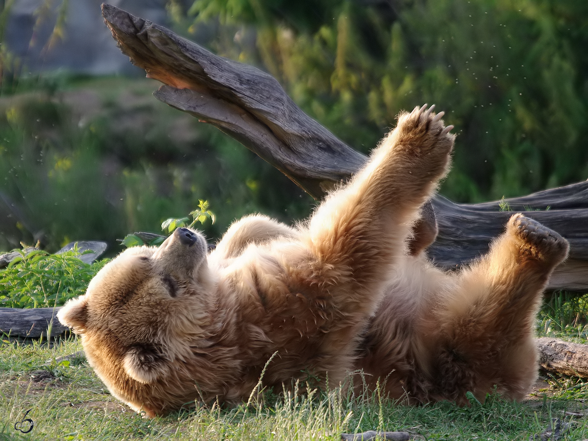 Ein relaxter Kodiakbr im Zoom Gelsenkirchen.