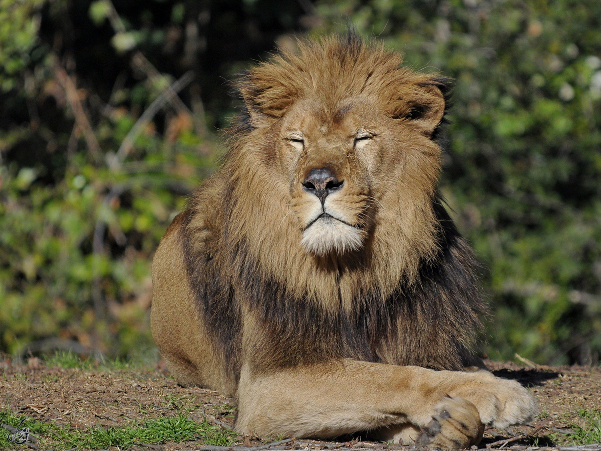 Ein relaxter Lwe geniet die wrmenden Strahlen der Mittagssonne. (Zoo Madrid, Dezember 2010)