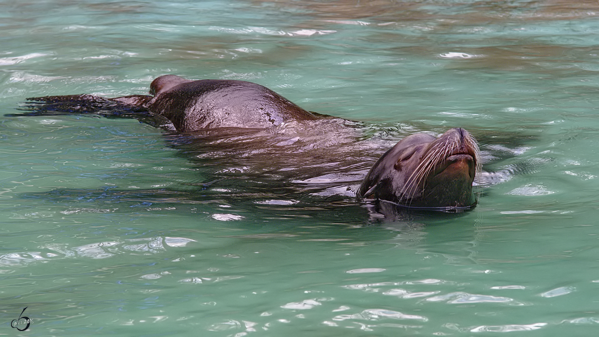 Ein relaxter Seelwe im Zoo Dortmund. (Januar 2010)