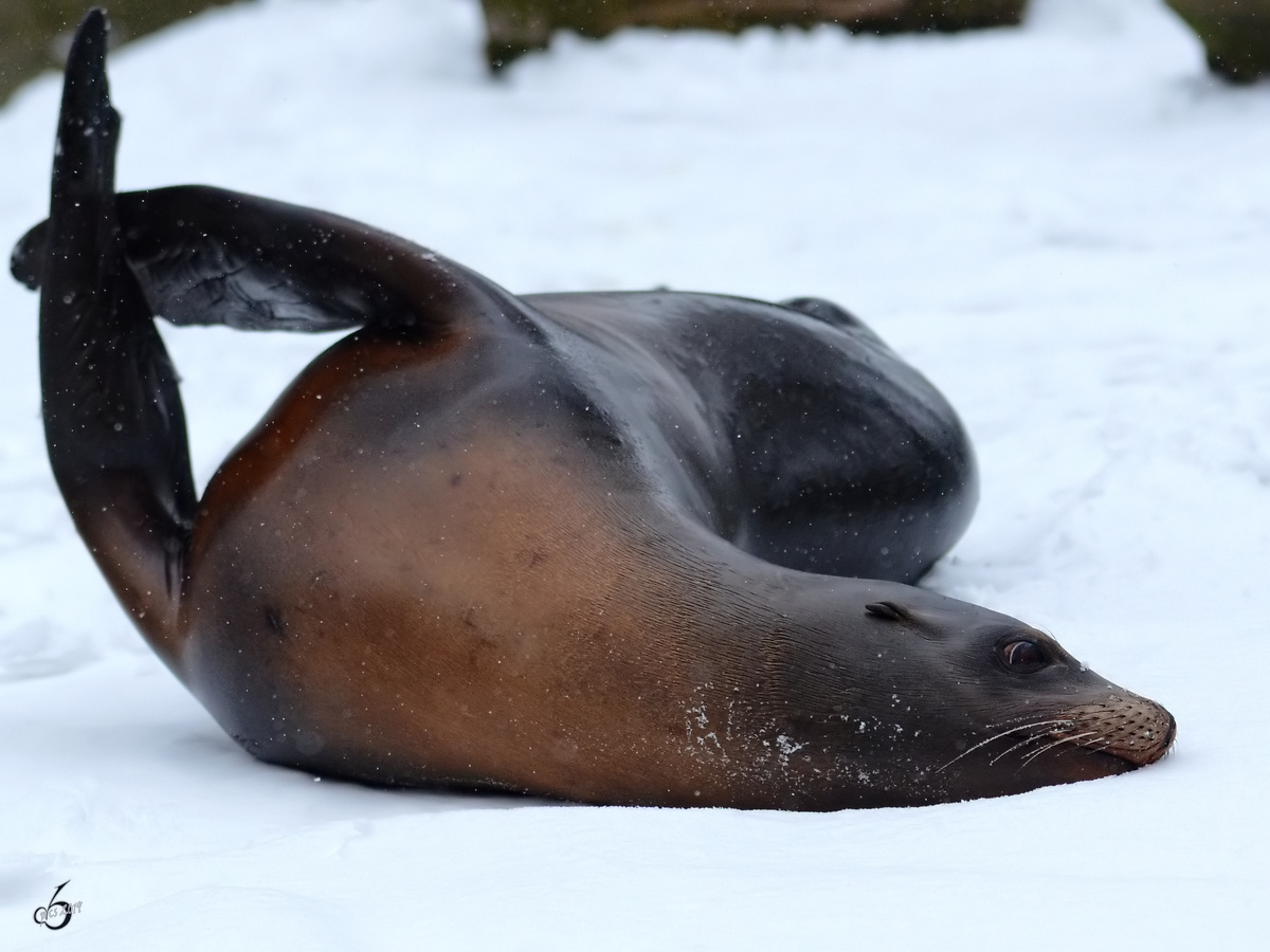 Ein relaxter Seelwe im Zoo Dortmund. (Januar 2013)