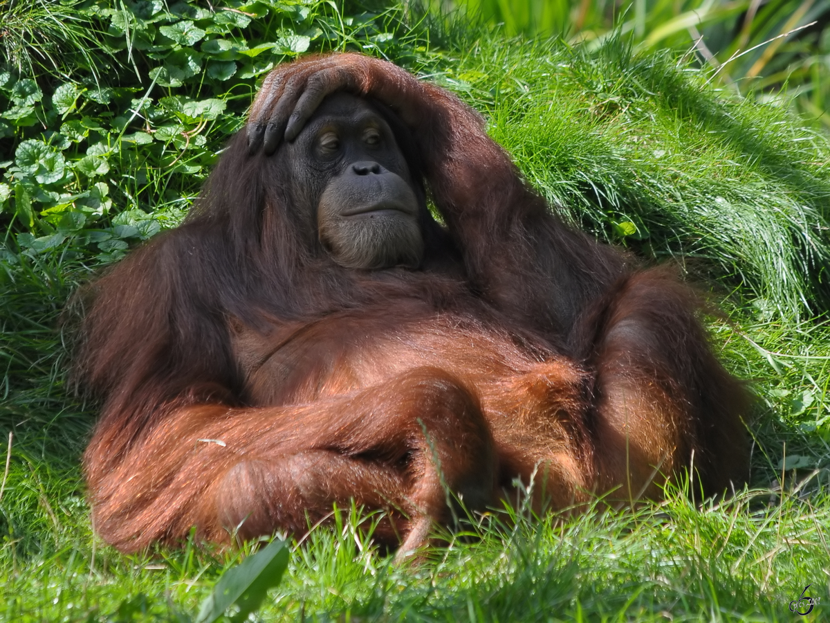 Ein relaxter Sumatra-Orang-Utan im Zoo Dortmund. (September 2010)