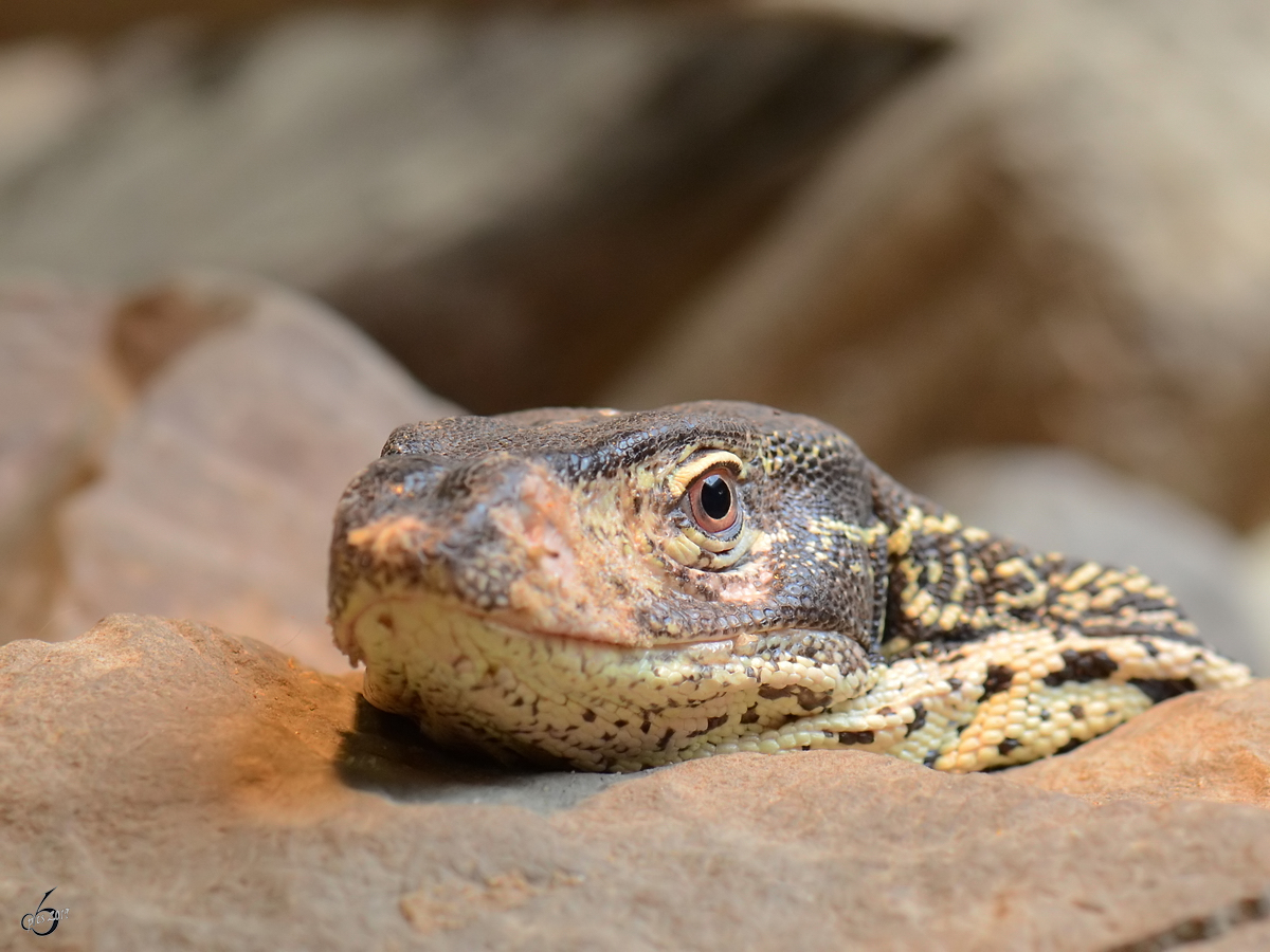 Ein relaxter Waran Mitte Mai 2011 im Terrazoo Rheinberg.