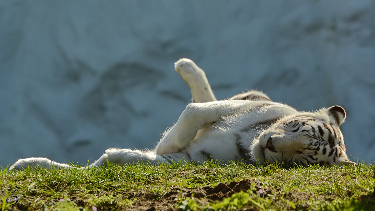 Ein relaxter weisser Tiger im Zoo Safaripark Stukenbrock. (Oktober 2014)