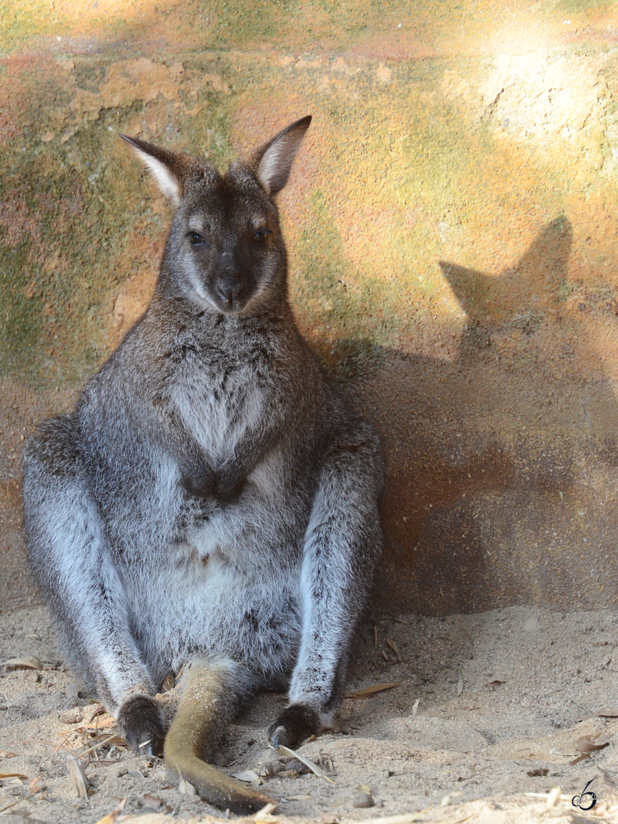 Ein relaxtes Bennettknguru, fotografiert im Zoo Barcelona (Dezember 2011)