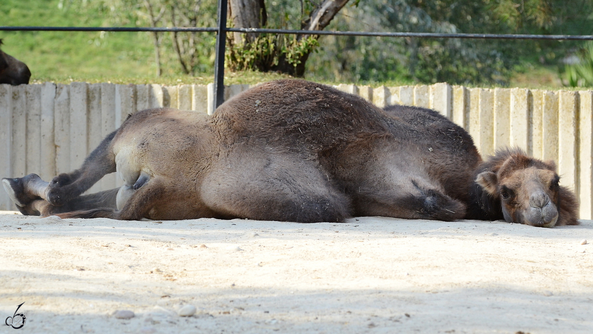 Ein relaxtes Dromedar war Mitte Dezember 2010 im Zoo Madrid zu sehen.