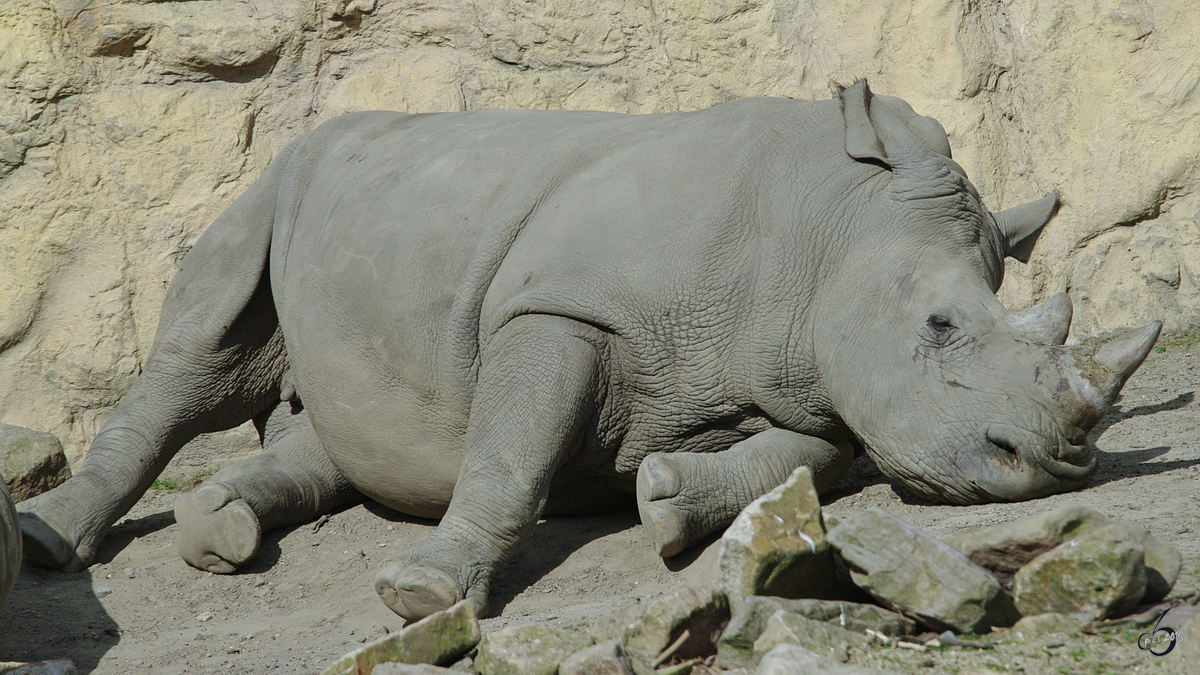 Ein relaxtes Sdliches Breitmaulnashorn im Zoom Gelsenkirchen. (September 2009)