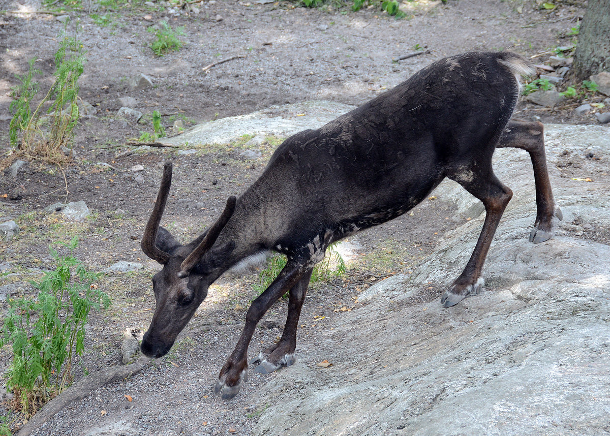 Ein Rentier (Rangifer tarandus) in der Wildtierabteilung des Freilichtmuseums Skansen in Stockholm. Aufnahme: 25. Juli 2017.