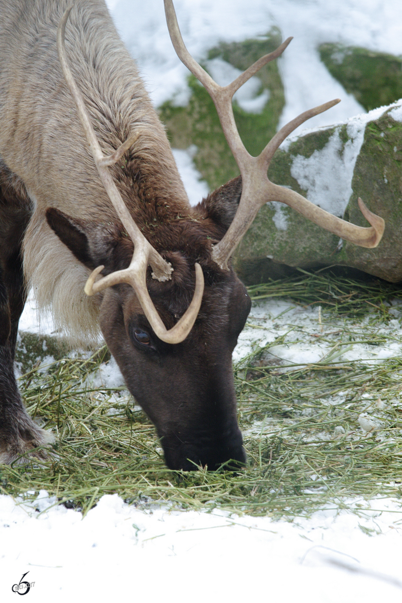 Ein Rentier im Zoo Dortmund. (Januar 2010)