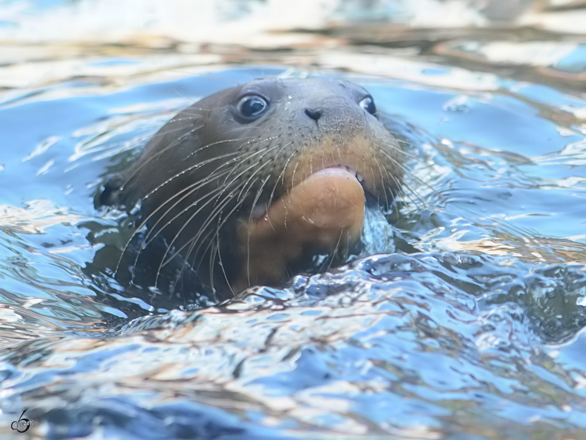 Ein Riesenotter im Zoo Duisburg. (Juli 2013)