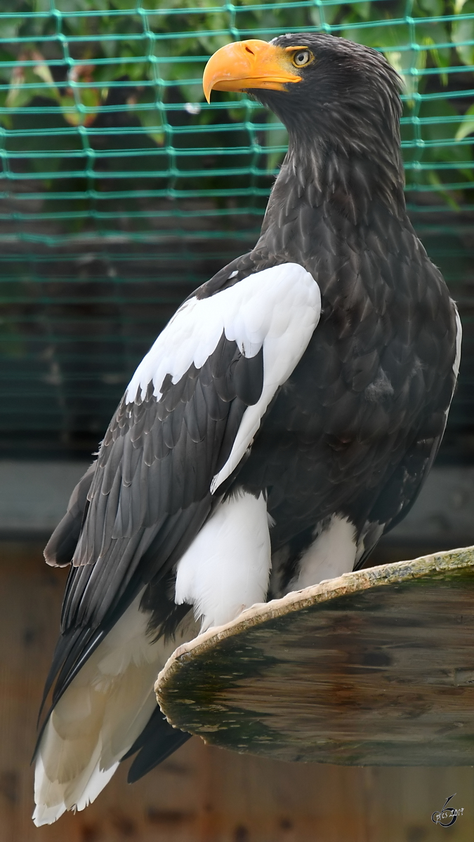 Ein Riesenseeadler in der Adlerarena auf der Burgruine Landskron. (Villach, August 2019)