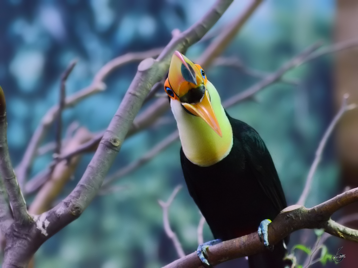 Ein Riesentukan, fotografiert im Zoo Barcelona (Dezember 2011)