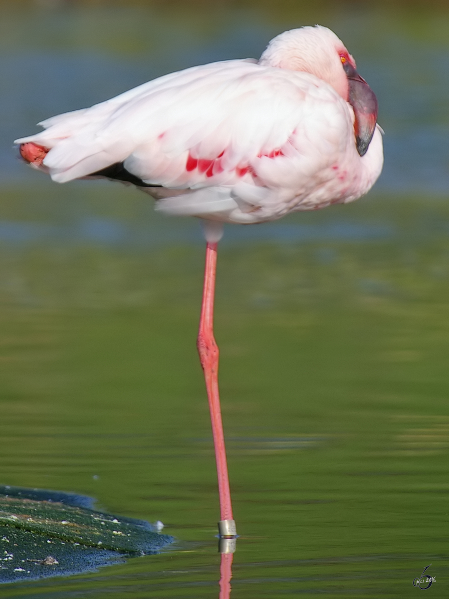 Ein Rosa-Flamingo im Zoom Gelsenkirchen. (Dezember 2010)