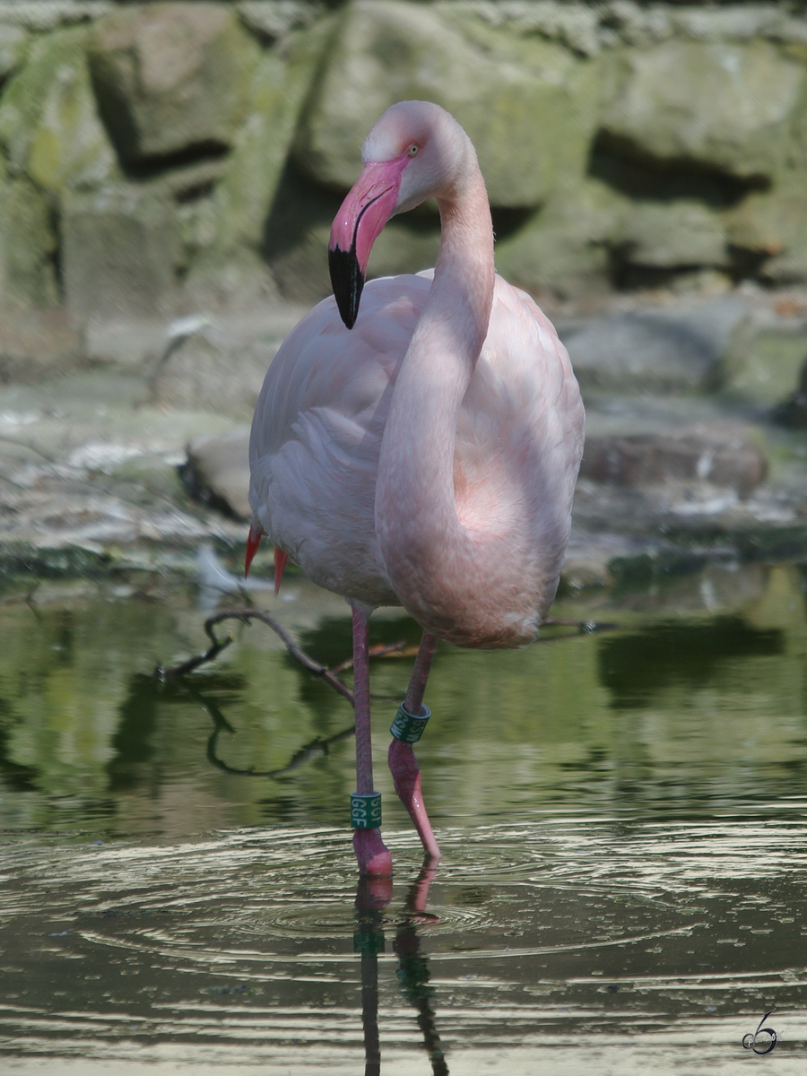 Ein Rosaflamingo schleicht durch das brackige Wasser. (April 2009)