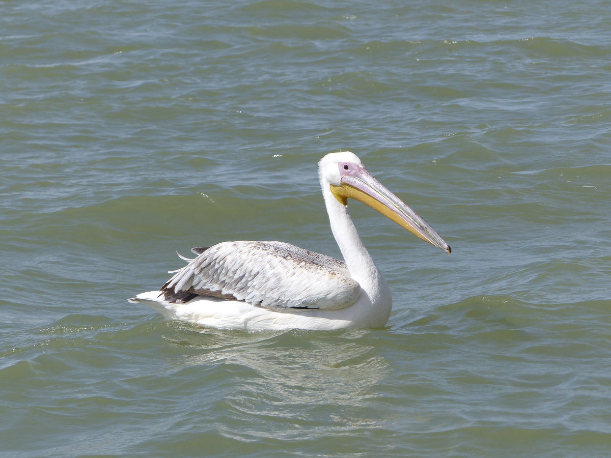 Ein Rosapelikan ( Pelecanus onocrotalus ) auf dem Tanasee bei Bahir Dar in thiopien am 20.4.2019