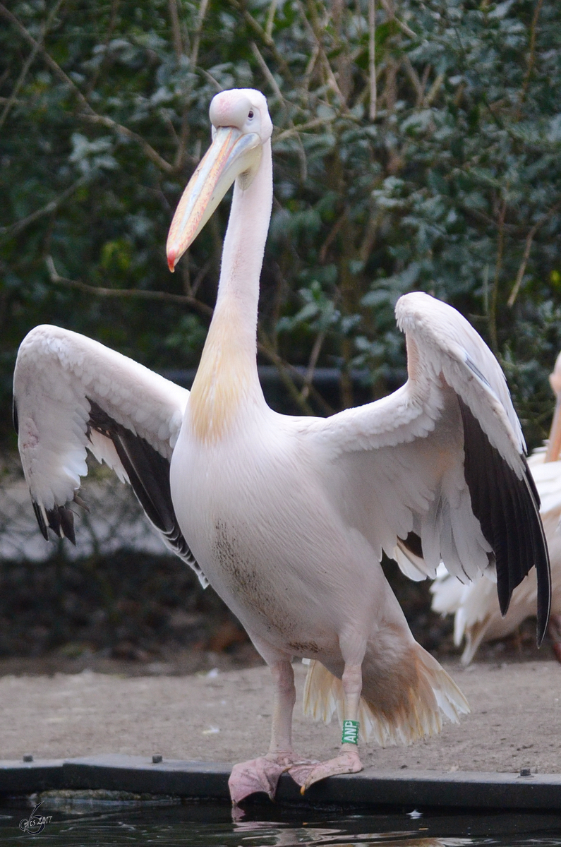 Ein Rosapelikan im Burgers' Zoo Arnheim. (Mrz 2013) 