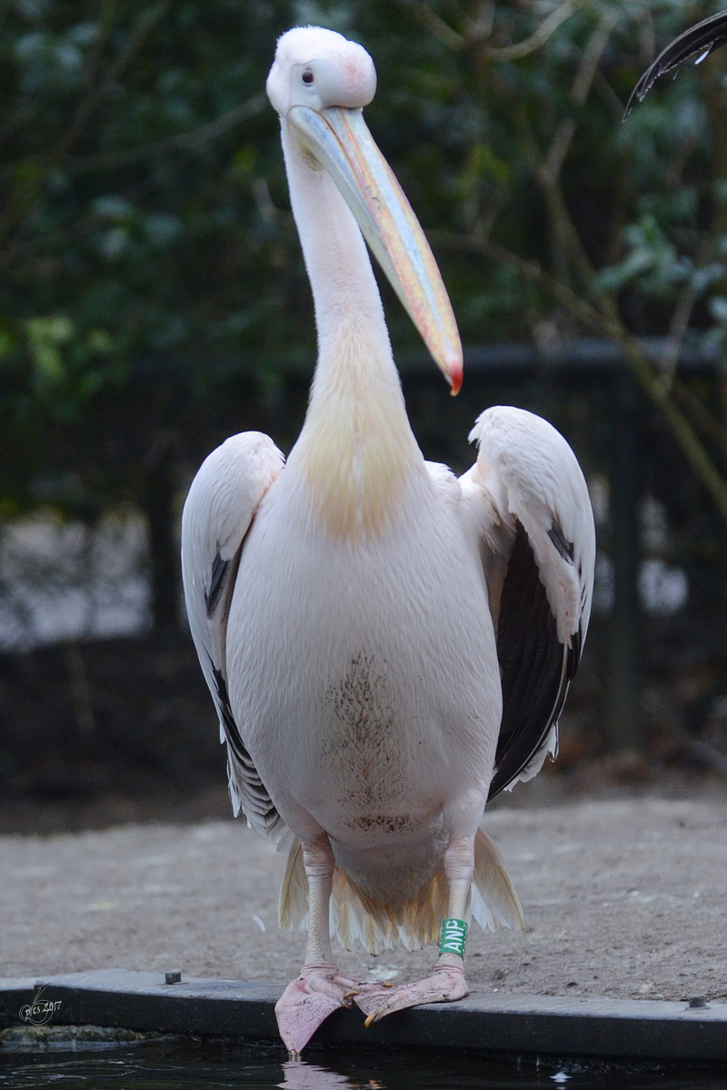 Ein Rosapelikan im Burgers' Zoo Arnheim. (Mrz 2013) 