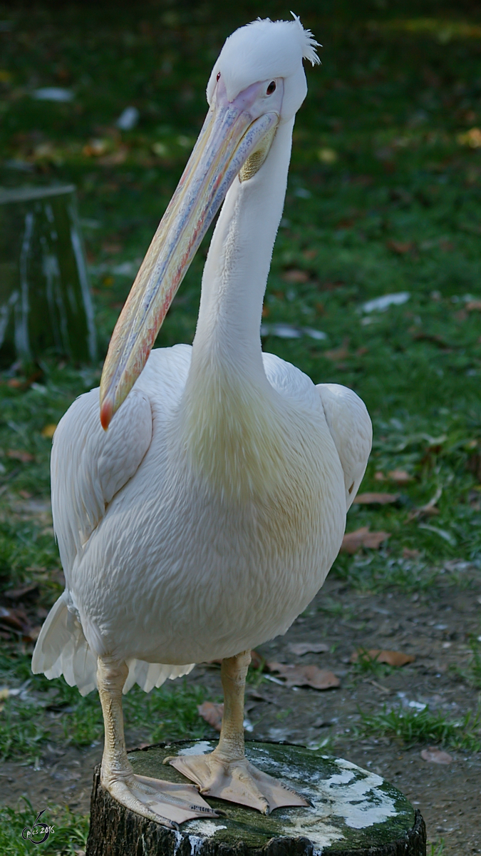 Ein Rosapelikan im Zoo Wuppertal. (Januar 2009)