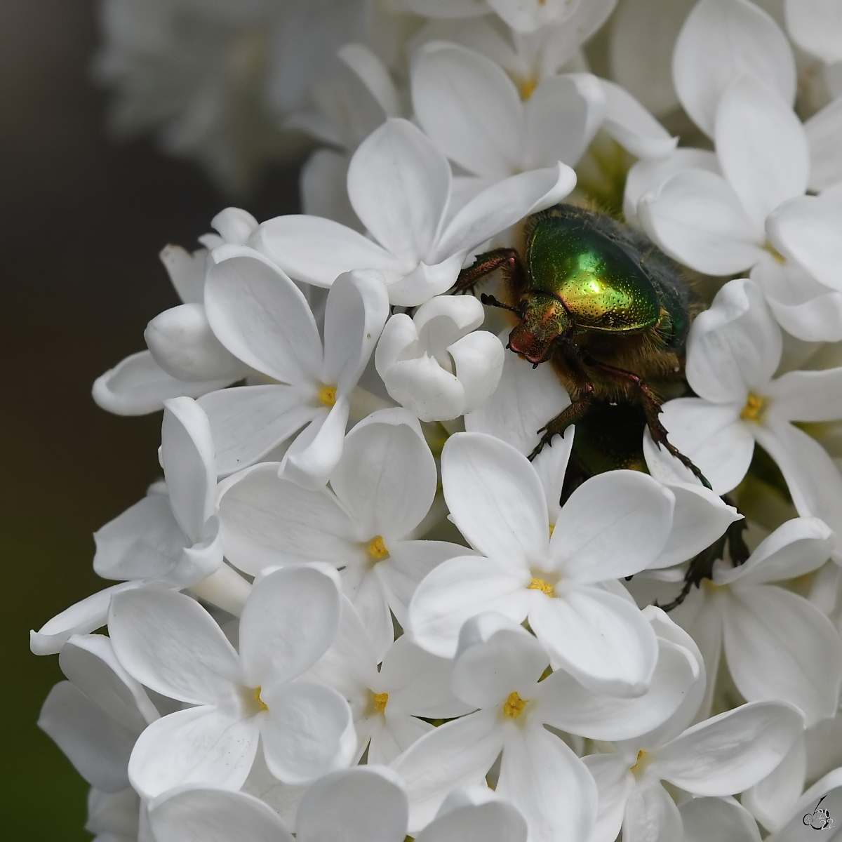 Ein Rosenkfer whlt sich durch die Fliederblten. (Hattingen, Mai 2017)