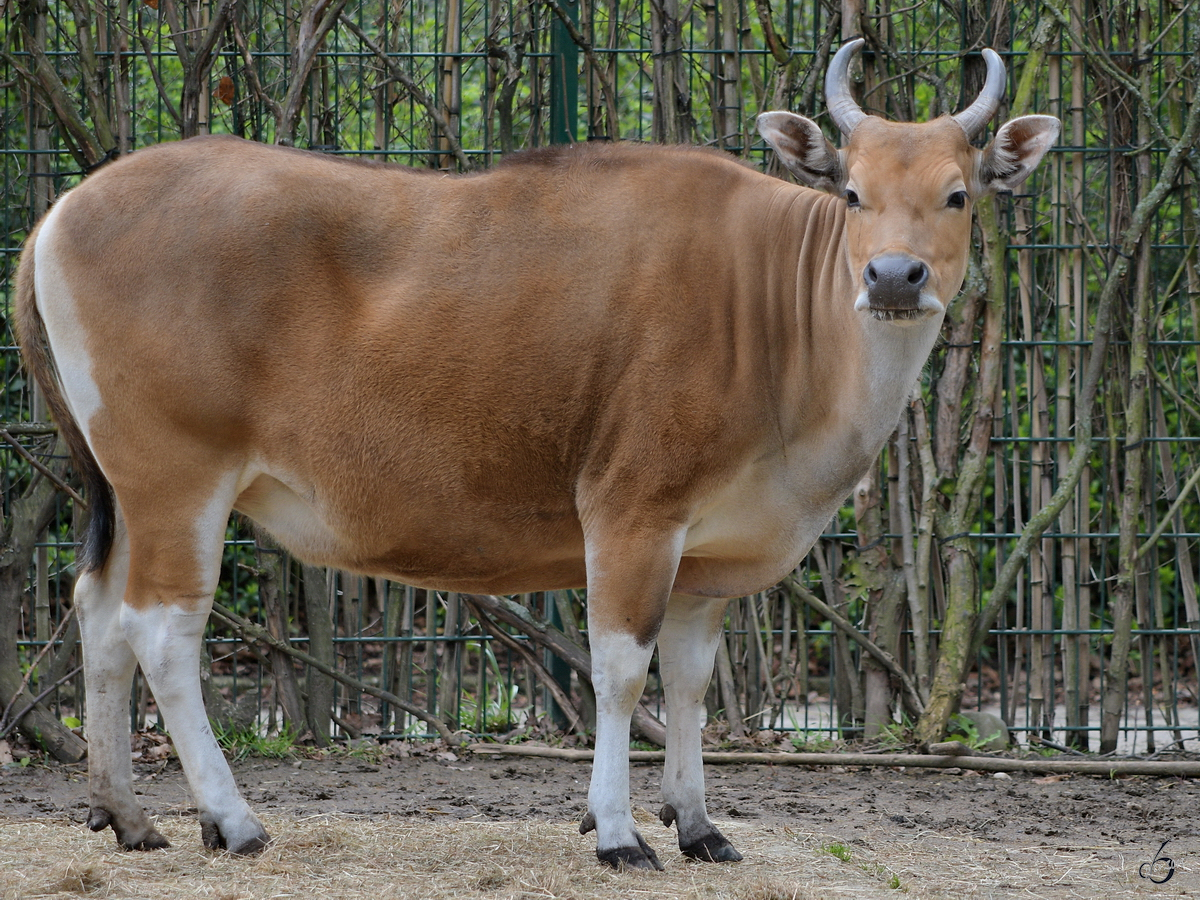 Ein Rotbffel Anfang April 2017 im Zoo Dresden.