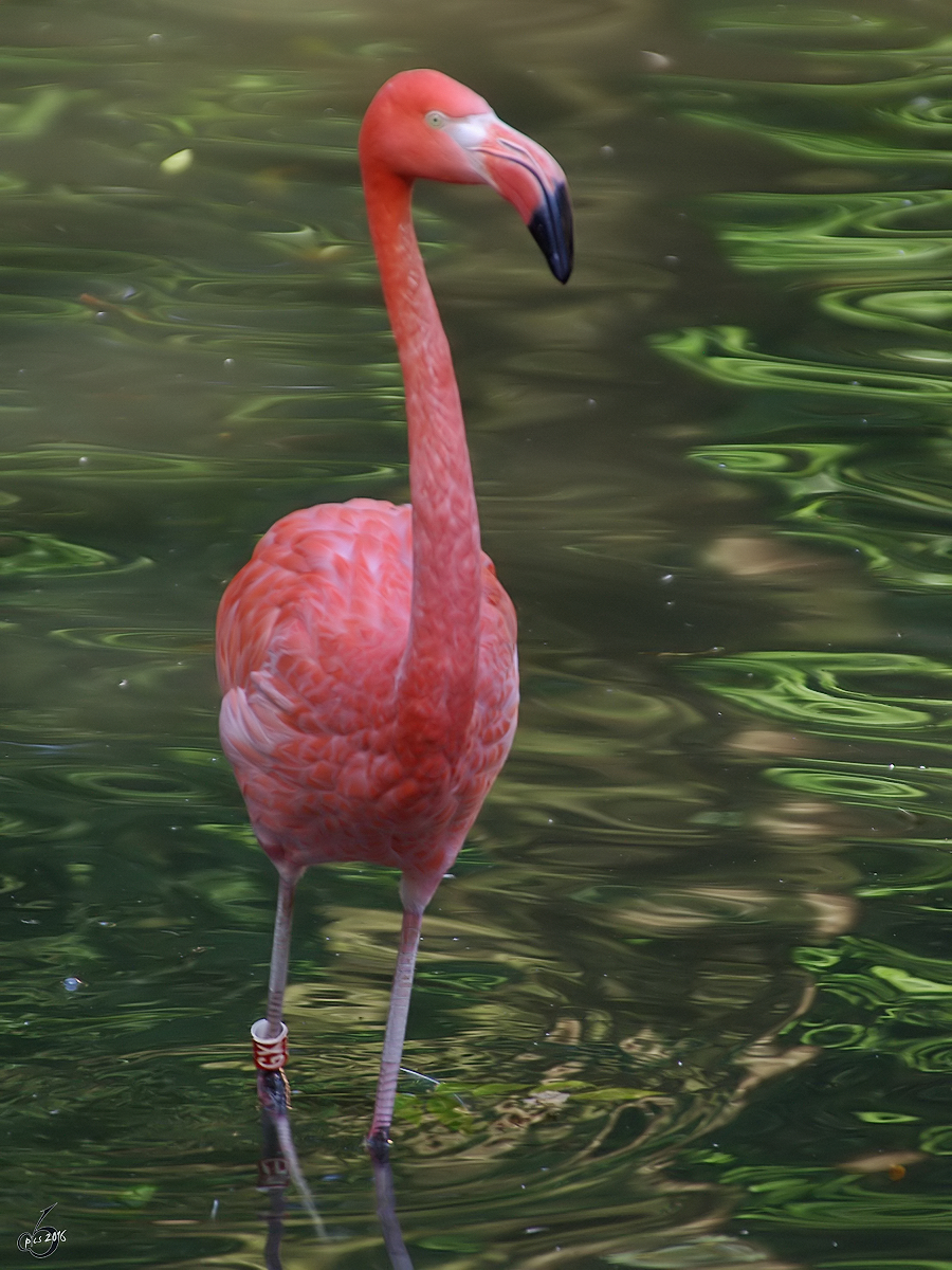 Ein roter Flamingo im Zoo Dortmund. (September 2008) 